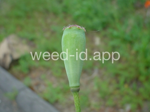 poppy, field